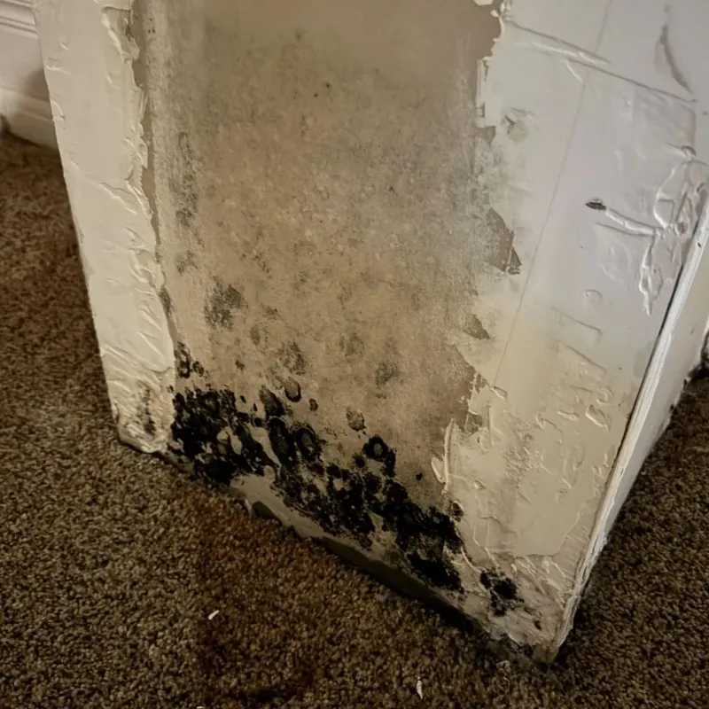 Professional Mold Removal in Leake County, MS